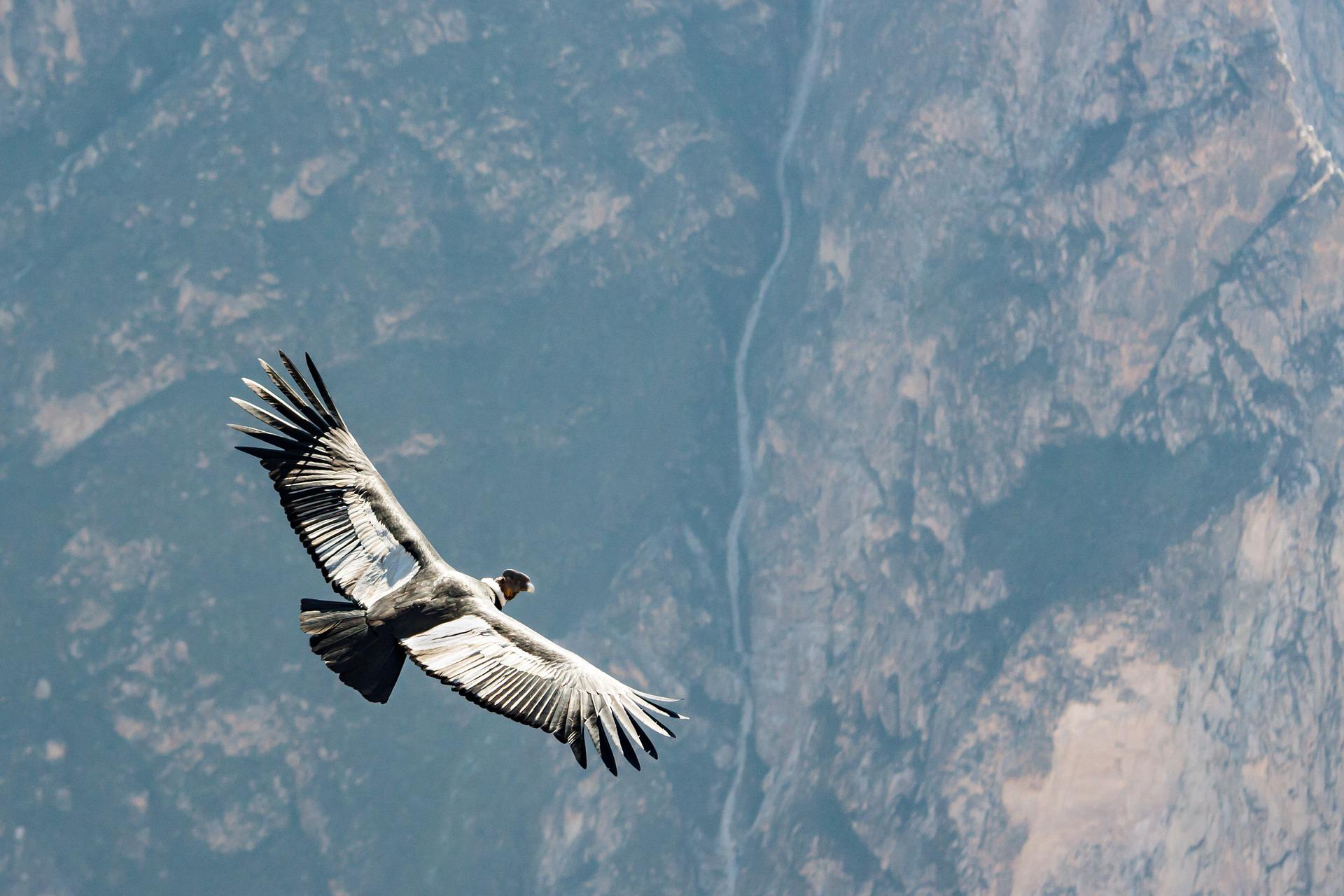 CAÑON DEL CONDOR